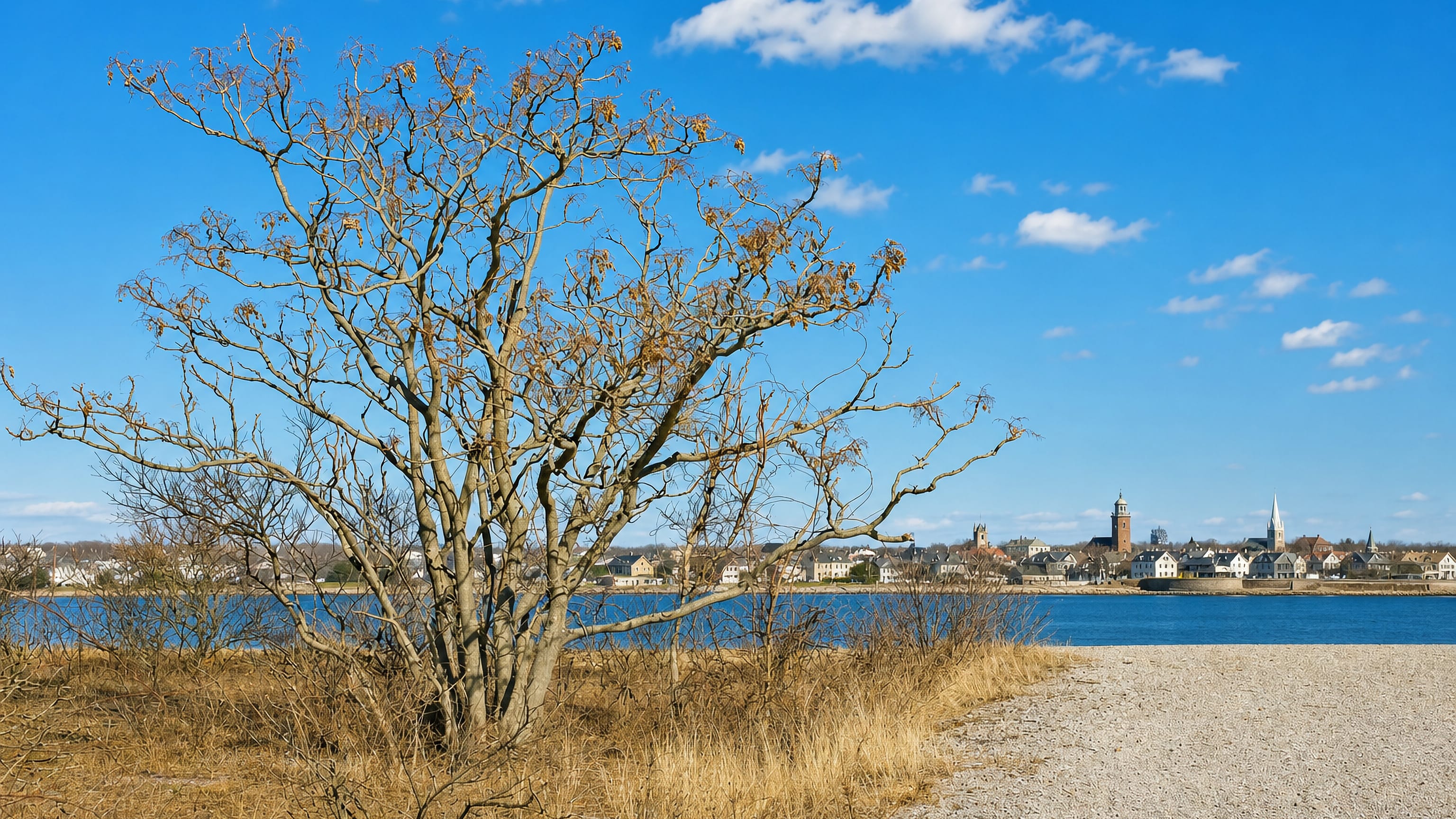 Bare tree and shoreline grass framing Stratford's church spires and clock tower across the water