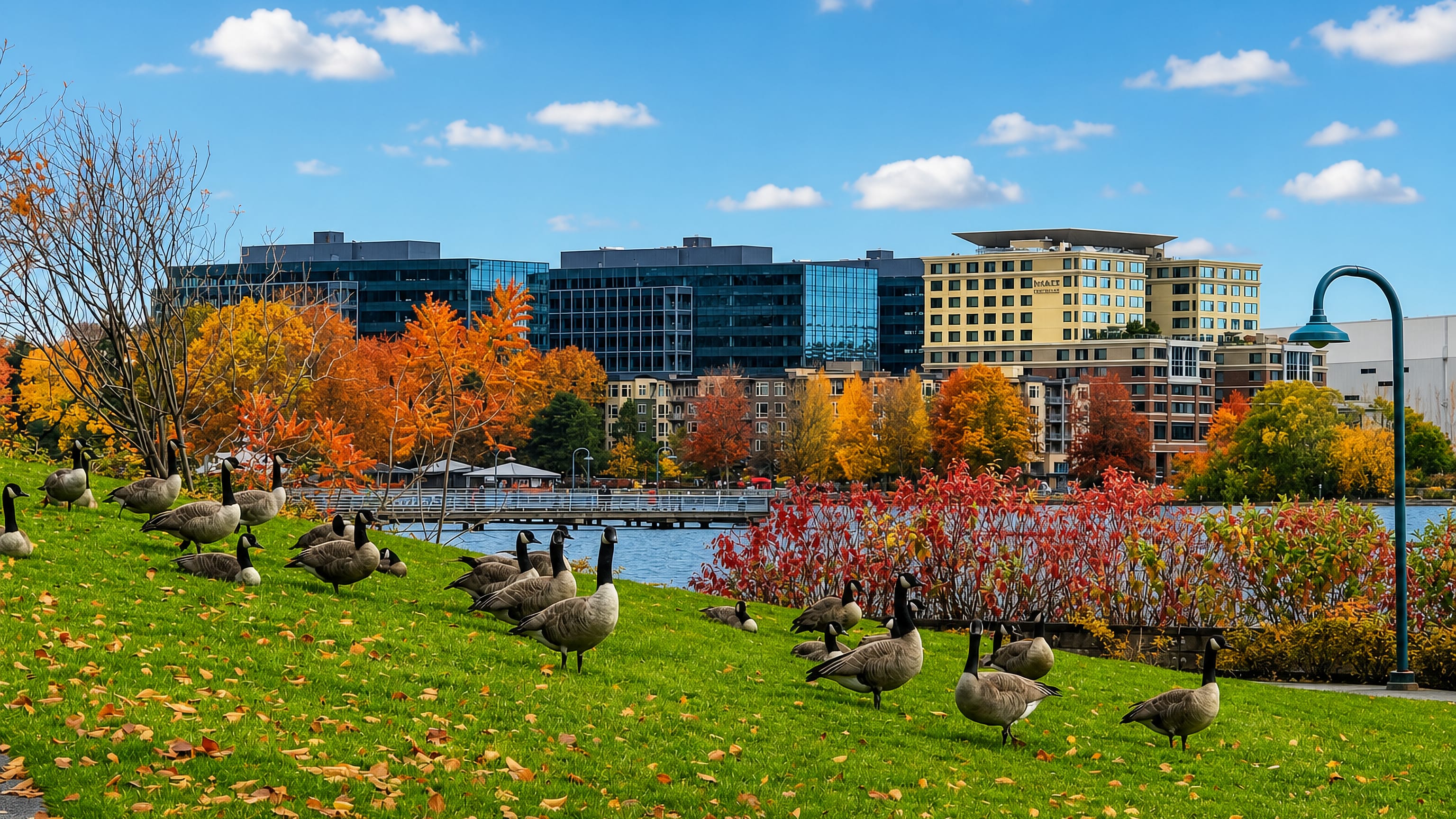 Canada geese on a lakeside lawn in Renton, Washington, facing the Southport office towers and hotel in autumn.